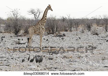 "Giraffe (Giraffa camelopardalis) and Helmeted Guineafowl (Numida meleagris) at the watering hole of Olifantsbad, Okaukuejo, Etosha-Nationalpark, Outjo, Namibia, Africa" View Large Photo Image Picture - "Giraffe (Giraffa camelopardalis) and Helmeted Guineafowl (Numida meleagris) at the watering hole of Olifantsbad, Okaukuejo, Etosha-Nationalpark, Outjo, Namibia, Africa". Fotosearch
