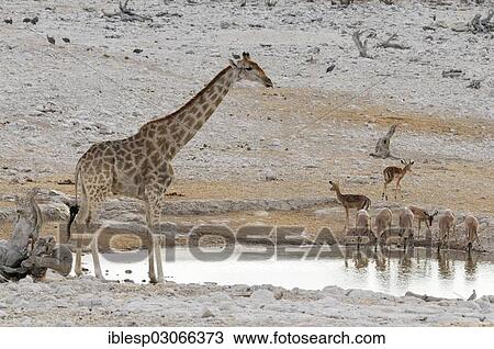 "Giraffe (Giraffa camelopardalis) and impalas (Aepyceros melampus) drinking at the watering hole of Olifantsbad, Okaukuejo, Etosha-Nationalpark, Outjo, Namibia, Africa" View Large Photo Image Stock Image - "Giraffe (Giraffa camelopardalis) and impalas (Aepyceros melampus) drinking at the watering hole of Olifantsbad, Okaukuejo, Etosha-Nationalpark, Outjo, Namibia, Africa". Fotosearch