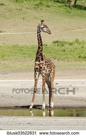 Stock Image - "Giraffe (Giraffa camelopardalis) at a waterhole, Serengeti, Tanzania, Africa". Fotosearch