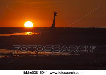 "Giraffe (Giraffa camelopardalis) at sunset, backlit, Namutoni, Etosha National Park, Namibia, Africa" View Large Photo Image Stock Image - "Giraffe (Giraffa camelopardalis) at sunset, backlit, Namutoni, Etosha National Park, Namibia, Africa". Fotosearch