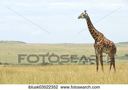 "Giraffe (Giraffa camelopardalis) in the savanna landscape, Massai Mara, Serengeti, Rift Valley province, Kenya, Africa" View Large Photo Image Stock Image - "Giraffe (Giraffa camelopardalis) in the savanna landscape, Massai Mara, Serengeti, Rift Valley province, Kenya, Africa". Fotosearch