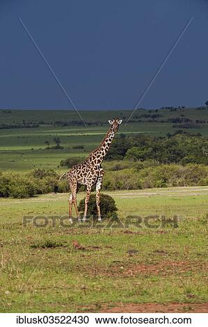 "Giraffe (Giraffa camelopardalis) in front of an approaching storm, Massai Mara, Serengeti, Rift Valley province, Kenya, Africa" View Large Photo Image Stock Image - "Giraffe (Giraffa camelopardalis) in front of an approaching storm, Massai Mara, Serengeti, Rift Valley province, Kenya, Africa". Fotosearch