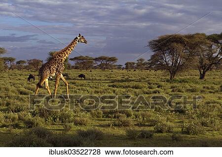 "Giraffe (Giraffa camelopardalis) in the savanna landscape in the evening light, Serengeti, Tanzania, Africa" View Large Photo Image Stock Photo - "Giraffe (Giraffa camelopardalis) in the savanna landscape in the evening light, Serengeti, Tanzania, Africa". Fotosearch
