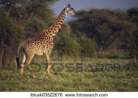 "Giraffe (Giraffa camelopardalis) in the evening light, Serengeti, Tanzania, Africa" View Large Photo Image Stock Photograph - "Giraffe (Giraffa camelopardalis) in the evening light, Serengeti, Tanzania, Africa". Fotosearch