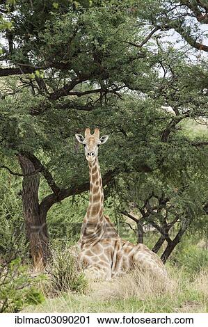 "Giraffe (Giraffa camelopardalis) lying under a Camel Thorn or Giraffe Thorn tree (Acacia erioloba), Daan Viljoen Park, Namibia, Africa" View Large Photo Image Stock Image - "Giraffe (Giraffa camelopardalis) lying under a Camel Thorn or Giraffe Thorn tree (Acacia erioloba), Daan Viljoen Park, Namibia, Africa". Fotosearch