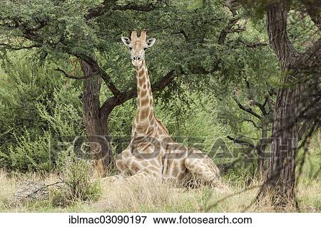 "Giraffe (Giraffa camelopardalis) lying under a Camel Thorn or Giraffe Thorn tree (Acacia erioloba), Daan Viljoen Park, Namibia, Africa" View Large Photo Image Stock Photo - "Giraffe (Giraffa camelopardalis) lying under a Camel Thorn or Giraffe Thorn tree (Acacia erioloba), Daan Viljoen Park, Namibia, Africa". Fotosearch