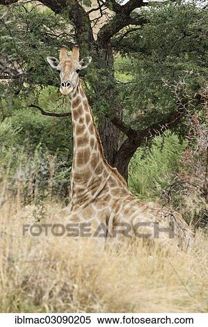 "Giraffe (Giraffa camelopardalis) lying under a Camel Thorn or Giraffe Thorn tree (Acacia erioloba), Daan Viljoen Park, Namibia, Africa" View Large Photo Image Stock Photography - "Giraffe (Giraffa camelopardalis) lying under a Camel Thorn or Giraffe Thorn tree (Acacia erioloba), Daan Viljoen Park, Namibia, Africa". Fotosearch