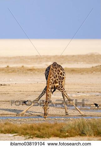 Picture - "Giraffe (Giraffa camelopardalis), drinking, Okondeka waterhole, Etosha Salt Pan at the back, Etosha National Park, Namibia, Africa". Fotosearch