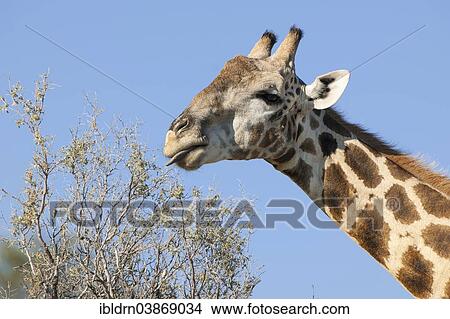 "Giraffe (Giraffa camelopardalis), Kgalagadi Transfrontier Park, Northern Cape, South Africa, Africa" View Large Photo Image Picture - "Giraffe (Giraffa camelopardalis), Kgalagadi Transfrontier Park, Northern Cape, South Africa, Africa". Fotosearch