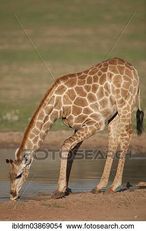 "Giraffe (Giraffa camelopardalis) drinking, Kgalagadi Transfrontier Park, Northern Cape, South Africa, Africa" View Large Photo Image Picture - "Giraffe (Giraffa camelopardalis) drinking, Kgalagadi Transfrontier Park, Northern Cape, South Africa, Africa". Fotosearch