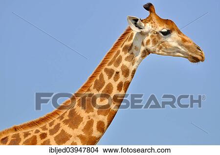 "Giraffe (Giraffa camelopardalis), Kruger National Park, South Africa, Africa" View Large Photo Image Picture - "Giraffe (Giraffa camelopardalis), Kruger National Park, South Africa, Africa". Fotosearch