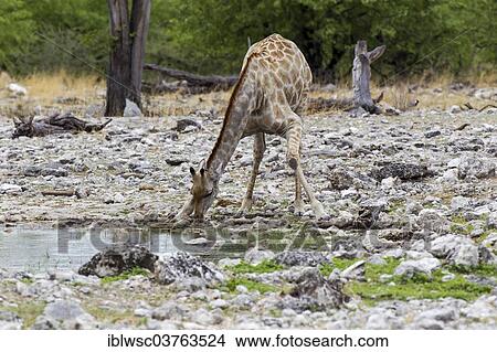 "Giraffe (Giraffa camelopardalis) drinking at a waterhole, Etosha National Park, Namibia, Africa" View Large Photo Image Picture - "Giraffe (Giraffa camelopardalis) drinking at a waterhole, Etosha National Park, Namibia, Africa". Fotosearch