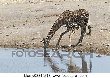 Stock Image - "Giraffe (Giraffa camelopardalis), drinking, Chudop waterhole, Etosha National Park, Namibia, Africa". Fotosearch