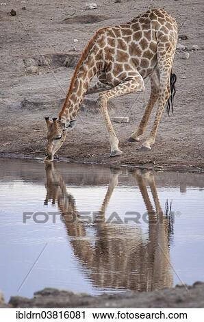 "Giraffe (Giraffa camelopardalis) drinking at a waterhole, Namutoni, Etosha National Park, Namibia, Africa" View Large Photo Image Stock Image - "Giraffe (Giraffa camelopardalis) drinking at a waterhole, Namutoni, Etosha National Park, Namibia, Africa". Fotosearch