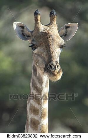 "Giraffe (Giraffa camelopardalis), Kgalagadi Transfrontier Park, Northern Cape, South Africa, Africa" View Large Photo Image Stock Image - "Giraffe (Giraffa camelopardalis), Kgalagadi Transfrontier Park, Northern Cape, South Africa, Africa". Fotosearch