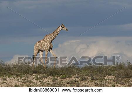 Stock Image - "Giraffe (Giraffa camelopardalis), Kgalagadi Transfrontier Park, Northern Cape, South Africa, Africa". Fotosearch