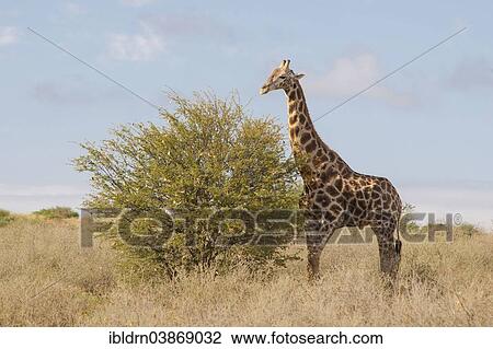 "Giraffe (Giraffa camelopardalis), Kgalagadi Transfrontier Park, Northern Cape, South Africa, Africa" View Large Photo Image Stock Image - "Giraffe (Giraffa camelopardalis), Kgalagadi Transfrontier Park, Northern Cape, South Africa, Africa". Fotosearch