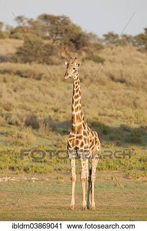 "Giraffe (Giraffa camelopardalis), Kgalagadi Transfrontier Park, Northern Cape, South Africa, Africa" View Large Photo Image Stock Image - "Giraffe (Giraffa camelopardalis), Kgalagadi Transfrontier Park, Northern Cape, South Africa, Africa". Fotosearch