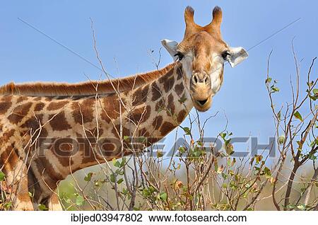 Stock Image - "Giraffe (Giraffa camelopardalis), feeding on leaves, Kruger National Park, South Africa, Africa". Fotosearch