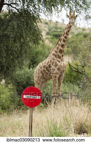 "Giraffe (Giraffa camelopardalis) standing behind a """"no entry"""" sign, Daan Viljoen Park, Namibia, Africa" View Large Photo Image Stock Image - "Giraffe (Giraffa camelopardalis) standing behind a """"no entry"""" sign, Daan Viljoen Park, Namibia, Africa". Fotosearch