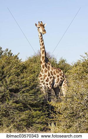 "Giraffe (Giraffa camelopardalis), Namibia, Africa" View Large Photo Image Stock Image - "Giraffe (Giraffa camelopardalis), Namibia, Africa". Fotosearch