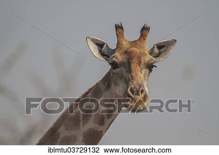 "Giraffe (Giraffa camelopardalis), portrait, Etosha National Park, Kunene Region, Namibia, Africa" View Large Photo Image Stock Image - "Giraffe (Giraffa camelopardalis), portrait, Etosha National Park, Kunene Region, Namibia, Africa". Fotosearch