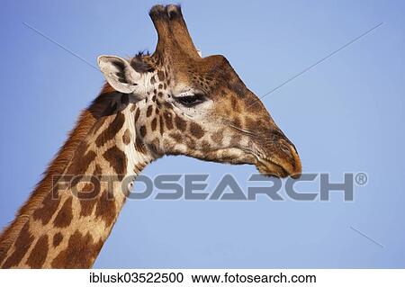 Stock Image - "Giraffe (Giraffa camelopardalis), portrait, Serengeti, Tanzania, Africa". Fotosearch