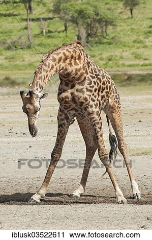 Stock Image - "Giraffe (Giraffa camelopardalis) bending down awkwardly to drink, Serengeti, Tanzania, Africa". Fotosearch
