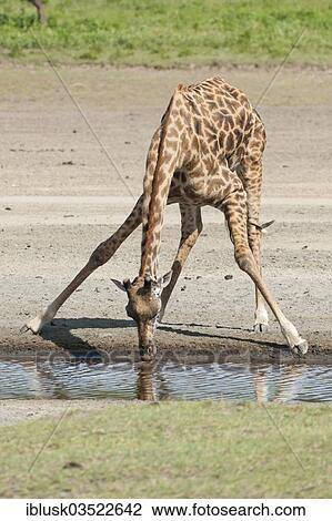 "Giraffe (Giraffa camelopardalis) bending down while drinking, Serengeti, Tanzania, Africa" View Large Photo Image Stock Image - "Giraffe (Giraffa camelopardalis) bending down while drinking, Serengeti, Tanzania, Africa". Fotosearch