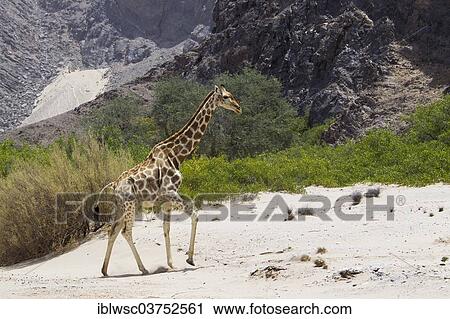 "Giraffe (Giraffa camelopardalis), Namibia, Africa" View Large Photo Image Stock Image - "Giraffe (Giraffa camelopardalis), Namibia, Africa". Fotosearch