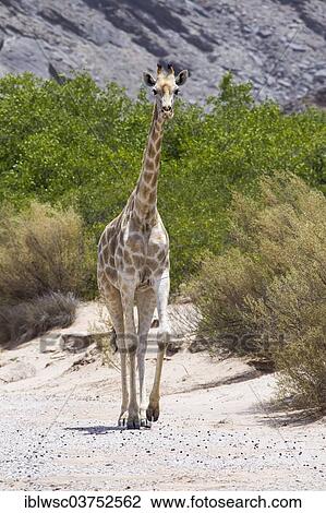 "Giraffe (Giraffa camelopardalis), Namibia, Africa" View Large Photo Image Stock Image - "Giraffe (Giraffa camelopardalis), Namibia, Africa". Fotosearch