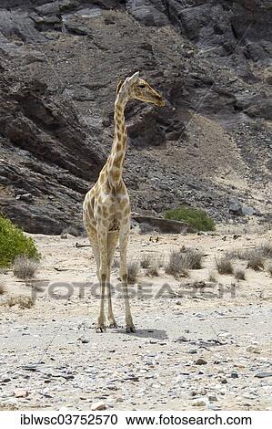 Stock Image - "Giraffe (Giraffa camelopardalis), Namibia, Africa". Fotosearch
