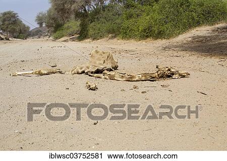 Stock Image - "Giraffe (Giraffa camelopardalis), carcass, remains, Namibia, Africa". Fotosearch