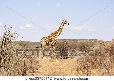 "Giraffe (Giraffa camelopardalis), Etosha National Park, Okaukuejo, Kunene Region, Namibia, Africa" View Large Photo Image Stock Image - "Giraffe (Giraffa camelopardalis), Etosha National Park, Okaukuejo, Kunene Region, Namibia, Africa". Fotosearch