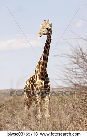 "Giraffe (Giraffa camelopardalis), Etosha National Park, Okaukuejo, Kunene Region, Namibia, Africa" View Large Photo Image Stock Image - "Giraffe (Giraffa camelopardalis), Etosha National Park, Okaukuejo, Kunene Region, Namibia, Africa". Fotosearch