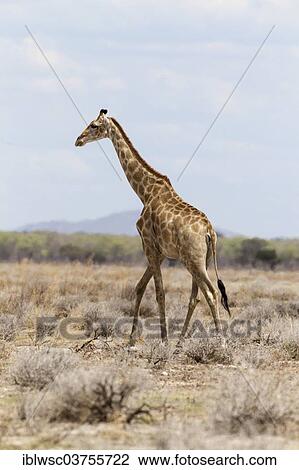 "Giraffe (Giraffa camelopardalis), Etosha National Park, Okaukuejo, Kunene Region, Namibia, Africa" View Large Photo Image Stock Image - "Giraffe (Giraffa camelopardalis), Etosha National Park, Okaukuejo, Kunene Region, Namibia, Africa". Fotosearch