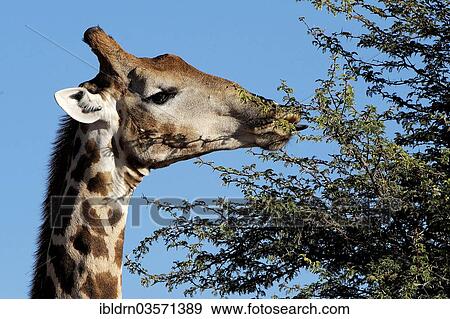 "Giraffe (Giraffa camelopardalis), Hluhluwe–iMfolozi Park, KwaZulu-Natal, South Africa, Africa" View Large Photo Image Stock Photo - "Giraffe (Giraffa camelopardalis), Hluhluwe–iMfolozi Park, KwaZulu-Natal, South Africa, Africa". Fotosearch