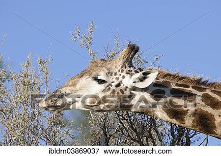 Stock Photo - "Giraffe (Giraffa camelopardalis), Kgalagadi Transfrontier Park, Northern Cape, South Africa, Africa". Fotosearch