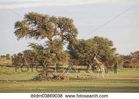 Stock Photo - "Giraffe (Giraffa camelopardalis), Kgalagadi Transfrontier Park, Northern Cape, South Africa, Africa". Fotosearch