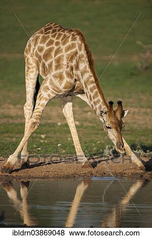 "Giraffe (Giraffa camelopardalis) drinking, Kgalagadi Transfrontier Park, Northern Cape, South Africa, Africa" View Large Photo Image Stock Photo - "Giraffe (Giraffa camelopardalis) drinking, Kgalagadi Transfrontier Park, Northern Cape, South Africa, Africa". Fotosearch