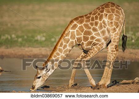 "Giraffe (Giraffa camelopardalis) drinking, Kgalagadi Transfrontier Park, Northern Cape, South Africa, Africa" View Large Photo Image Stock Photo - "Giraffe (Giraffa camelopardalis) drinking, Kgalagadi Transfrontier Park, Northern Cape, South Africa, Africa". Fotosearch