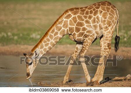 Stock Photo - "Giraffe (Giraffa camelopardalis) drinking, Kgalagadi Transfrontier Park, Northern Cape, South Africa, Africa". Fotosearch
