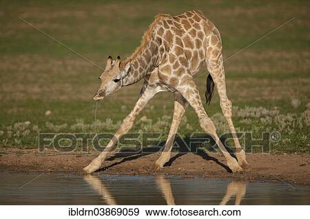 "Giraffe (Giraffa camelopardalis) drinking, Kgalagadi Transfrontier Park, Northern Cape, South Africa, Africa" View Large Photo Image Stock Photo - "Giraffe (Giraffa camelopardalis) drinking, Kgalagadi Transfrontier Park, Northern Cape, South Africa, Africa". Fotosearch