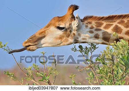 Stock Photo - "Giraffe (Giraffa camelopardalis), feeding on leaves, Kruger National Park, South Africa, Africa". Fotosearch
