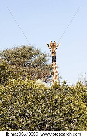 "Giraffe (Giraffa camelopardalis) looking out from behind a bush, Namibia, Africa" View Large Photo Image Stock Photo - "Giraffe (Giraffa camelopardalis) looking out from behind a bush, Namibia, Africa". Fotosearch