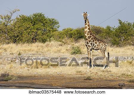 Stock Photo - "Giraffe (Giraffa camelopardalis), adult male, Etosha National Park, Namibia, Africa". Fotosearch