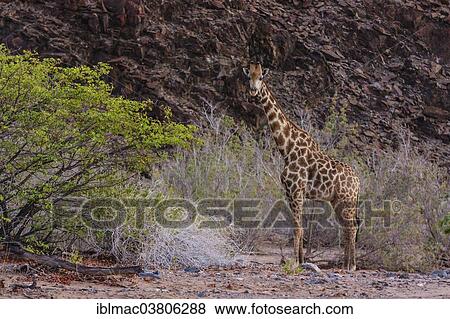 "Giraffe (Giraffa camelopardalis), Damaraland, Namibia, Africa" View Large Photo Image Stock Photo - "Giraffe (Giraffa camelopardalis), Damaraland, Namibia, Africa". Fotosearch