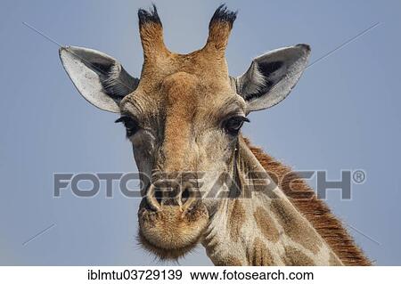 Stock Photo - "Giraffe (Giraffa camelopardalis), portrait, Etosha National Park, Kunene Region, Namibia, Africa". Fotosearch