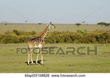 "Giraffe (Giraffa camelopardalis), Masai Mara, Rift Valley Province, Kenya, Africa" View Large Photo Image Stock Photo - "Giraffe (Giraffa camelopardalis), Masai Mara, Rift Valley Province, Kenya, Africa". Fotosearch
