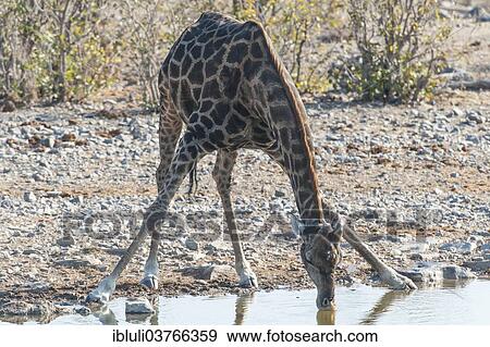 "Giraffe (Giraffa camelopardalis) drinking at a waterhole, Etosha National Park, Namibia, Africa" View Large Photo Image Stock Photo - "Giraffe (Giraffa camelopardalis) drinking at a waterhole, Etosha National Park, Namibia, Africa". Fotosearch